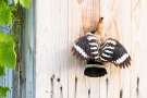 Fütterung im Flug