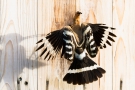Fütterung im Flug