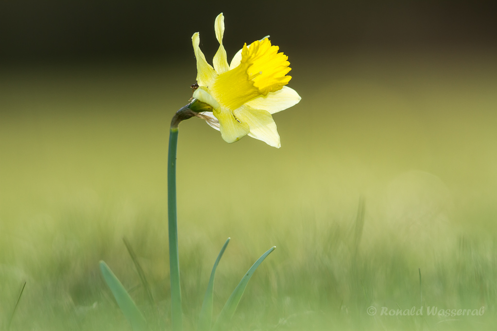 Narzisse (Narcissus pseudonarcissus)
