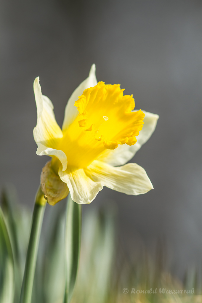 Wilde Narzisse (Narcissus pseudonarcissus)