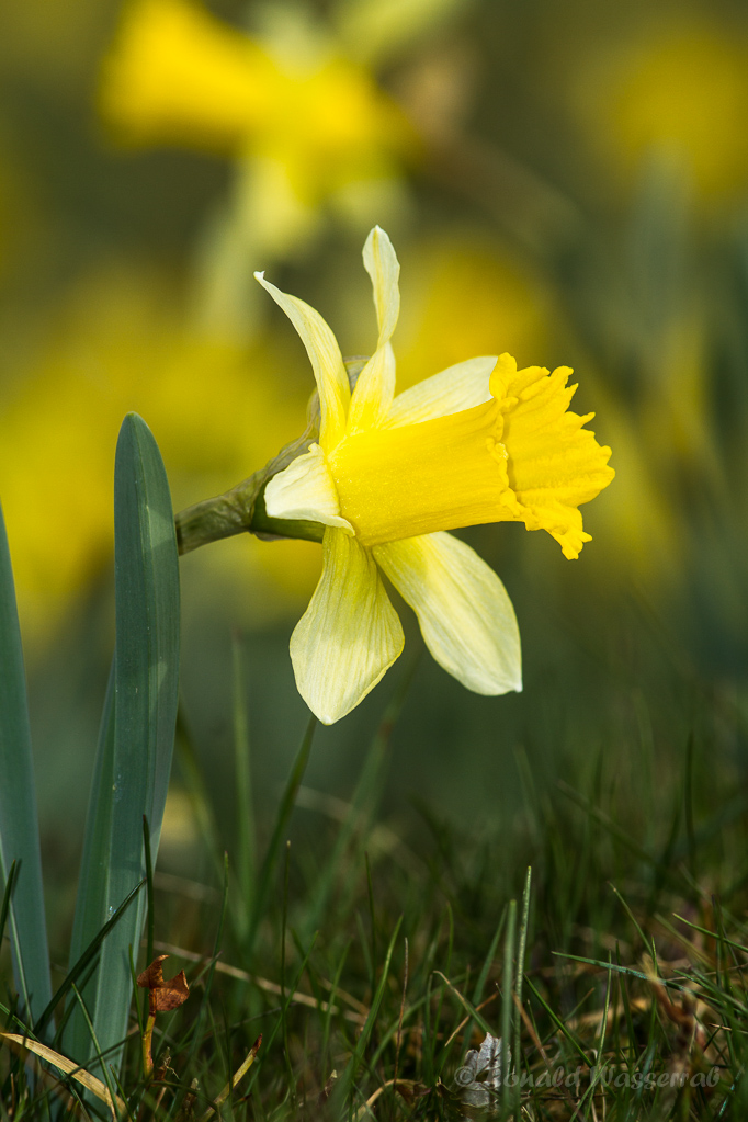 Wilde Narzisse (Narcissus pseudonarcissus)