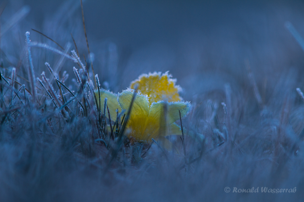 Wilde Narzisse (Narcissus pseudonarcissus) mit Reif