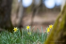 Narzissen (Narcissus pseudonarcissus)