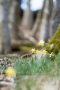 Narzissen (Narcissus pseudonarcissus)