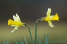Narzissen (Narcissus pseudonarcissus)