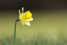 Narzisse (Narcissus pseudonarcissus)