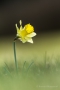 Narzisse (Narcissus pseudonarcissus)