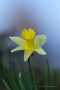 Narzisse (Narcissus pseudonarcissus)