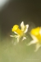 Narzisse (Narcissus pseudonarcissus)