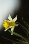 Narzisse (Narcissus pseudonarcissus)