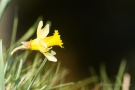 Narzisse (Narcissus pseudonarcissus)