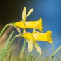 Narzissen (Narcissus pseudonarcissus)