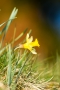 Narzisse (Narcissus pseudonarcissus)
