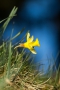 Narzisse (Narcissus pseudonarcissus)
