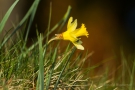 Narzisse (Narcissus pseudonarcissus)