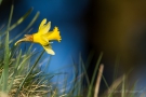 Narzisse (Narcissus pseudonarcissus)