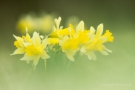 Narzissen (Narcissus pseudonarcissus)