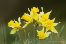 Narzissen (Narcissus pseudonarcissus)
