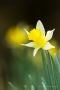 Wilde Narzisse (Narcissus pseudonarcissus)