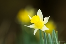 Wilde Narzisse (Narcissus pseudonarcissus)