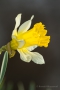 Wilde Narzisse (Narcissus pseudonarcissus)