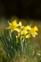 Narzissen (Narcissus pseudonarcissus)