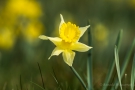 Wilde Narzisse (Narcissus pseudonarcissus)