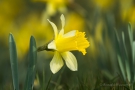 Wilde Narzisse (Narcissus pseudonarcissus)