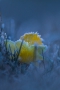 Wilde Narzisse (Narcissus pseudonarcissus) mit Reif