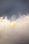 Wilde Narzisse (Narcissus pseudonarcissus) mit Reif