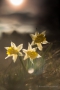 Wilde Narzissen (Narcissus pseudonarcissus)