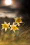 Wilde Narzissen (Narcissus pseudonarcissus)