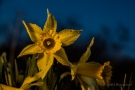 Wilde Narzissen (Narcissus pseudonarcissus)