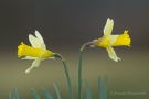 Narzissen (Narcissus pseudonarcissus)