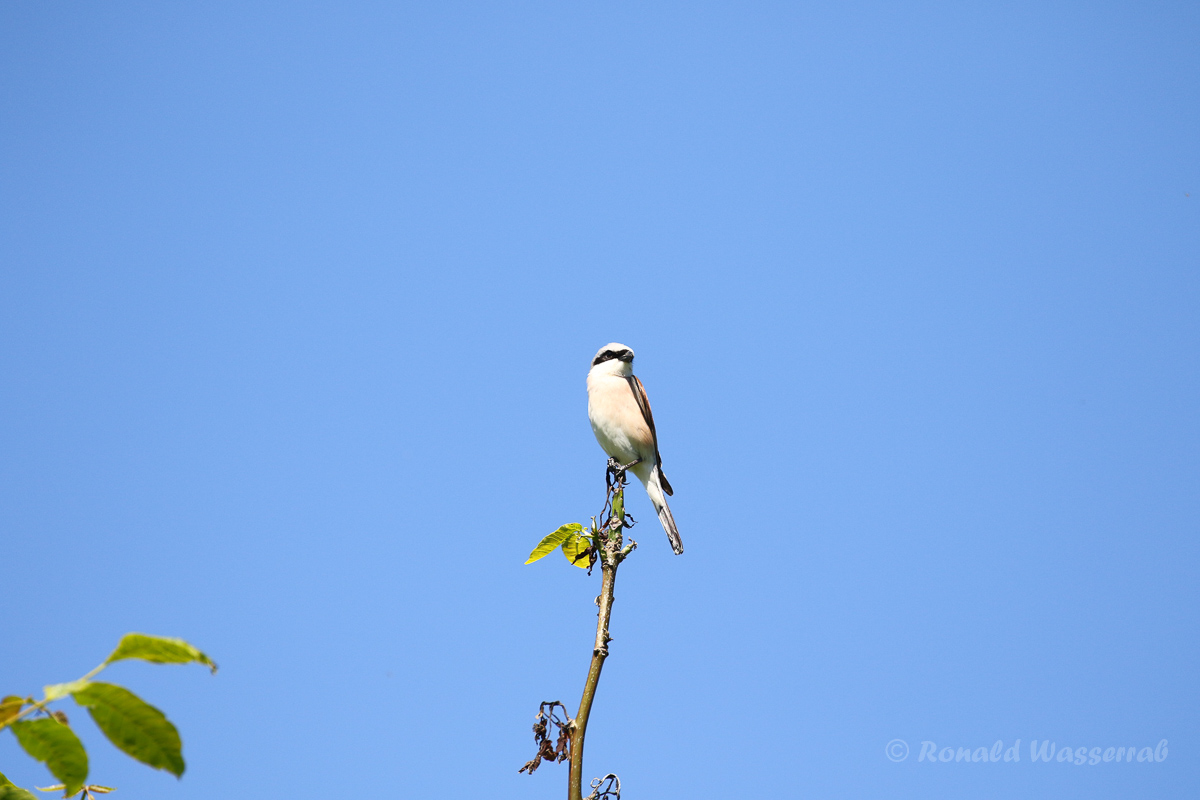Neuntöter (Lanius collurio)