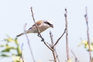 Neuntöter (Lanius collurio) in der Döberitzer Heide