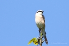 Neuntöter (Lanius collurio)