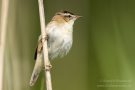 Schilfrohrsänger am Grützer Bogen