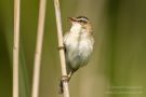 Schilfrohrsänger am Grützer Bogen