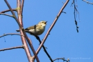 Fitis (Phylloscopus trochilus)