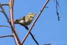 Fitis (Phylloscopus trochilus)