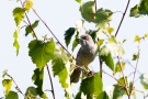 Sperbergrasmücke (Sylvia nisoria)