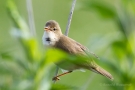 Teichrohrsänger (Acrocephalus scirpaceus) im Ochsenmoor