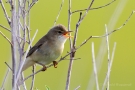 Teichrohrsänger (Acrocephalus scirpaceus) im Ochsenmoor