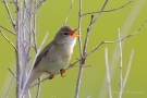 Teichrohrsänger (Acrocephalus scirpaceus) im Ochsenmoor