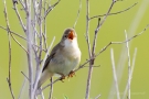 Teichrohrsänger (Acrocephalus scirpaceus) im Ochsenmoor