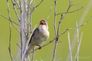 Teichrohrsänger (Acrocephalus scirpaceus) im Ochsenmoor