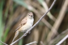 Drosselrohrsänger (Acrocephalus arundinaceus)