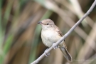 Drosselrohrsänger (Acrocephalus arundinaceus)