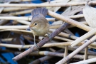 Teichrohrsänger (Acrocephalus palustris)